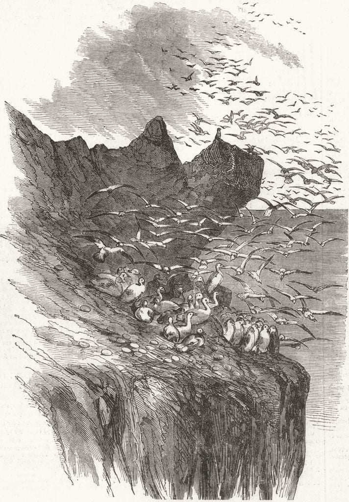 SCOTLAND. The Bass Rock 1850 old antique vintage print picture